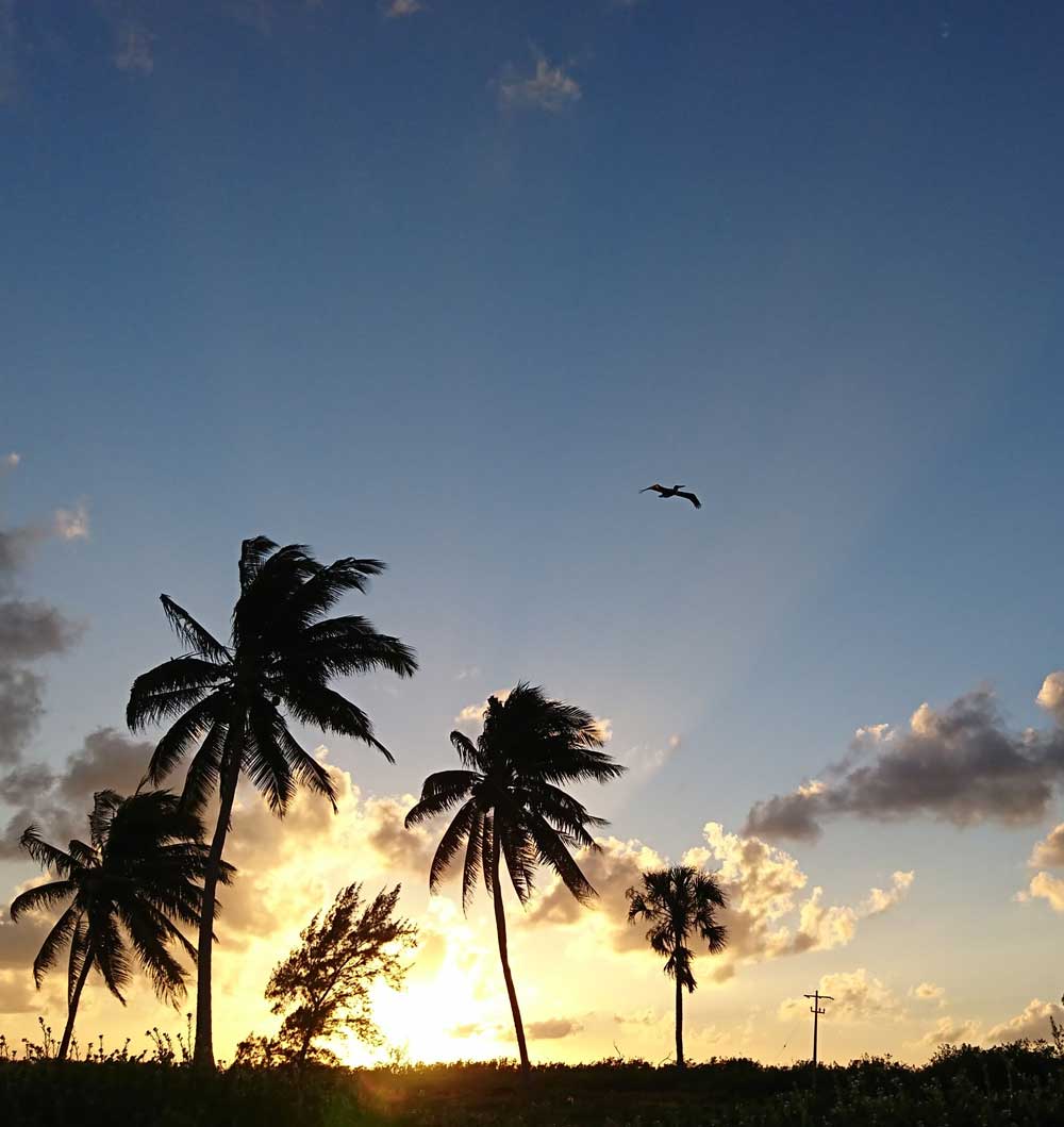 Küstenlandschaft mit Palmen. Hinter den Bäumen, zwischen den Wolken, geht die Sonne auf.