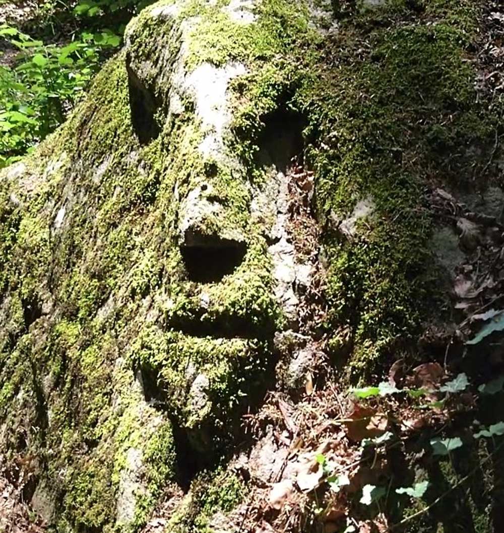 Ein bemooster Fels im Wald ähnelt in der Form einem menschlichen Gesicht.