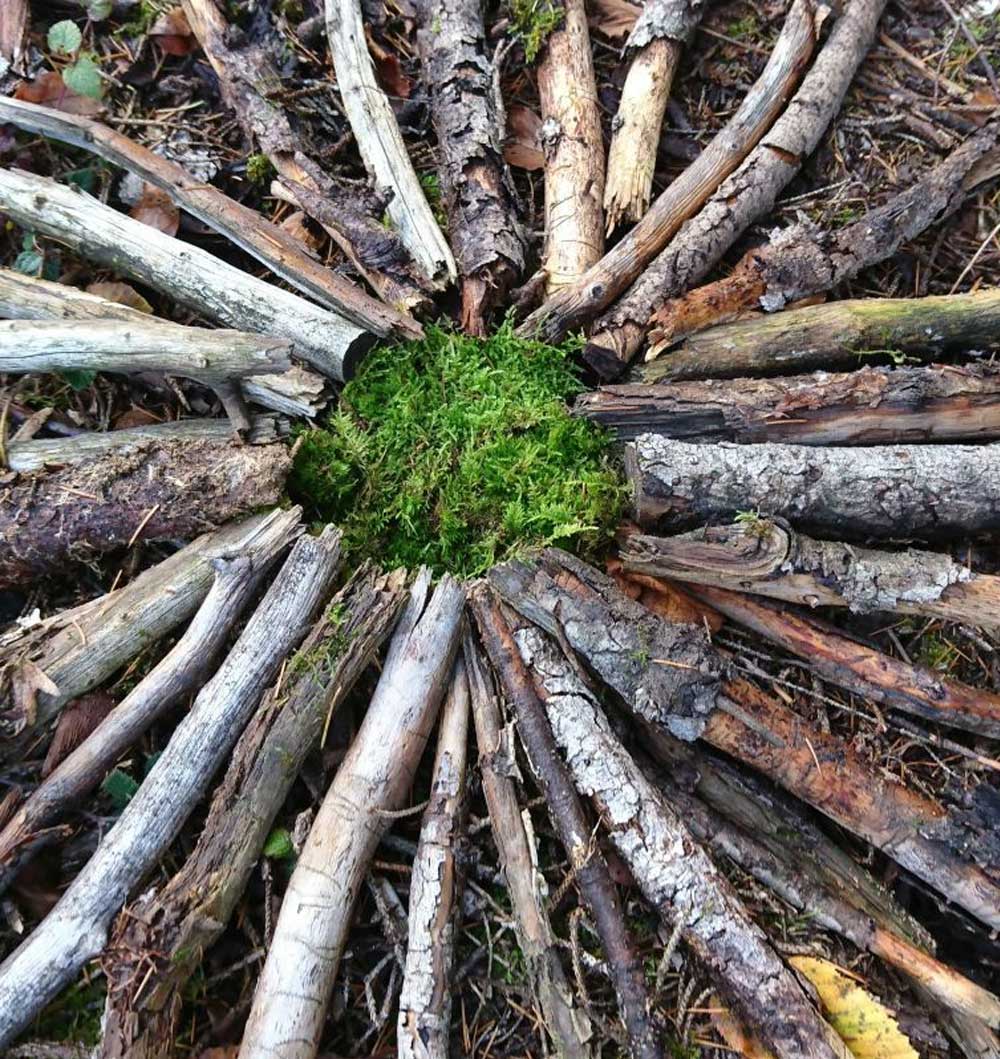 Holzstöcke liegen im Kreis um eine Moosbedeckte Stelle und ergeben ein Mandala