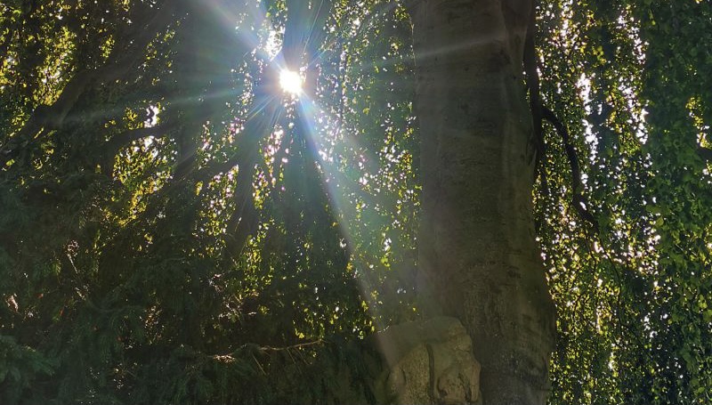 Durch die Blätter eines grossen Baumes strahlt die Sonne.